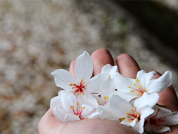 Cherry blossoms in the palm of hand